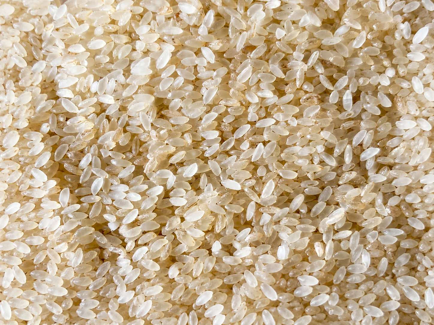 Gobindobhog Rice exported by Aurenta International Pvt. Ltd. from India